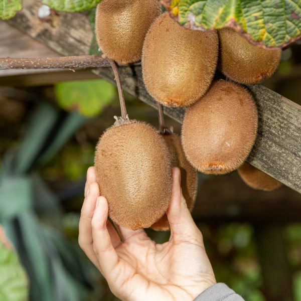 La récolte du kiwi français une période essentielle Le kiwi des — free download