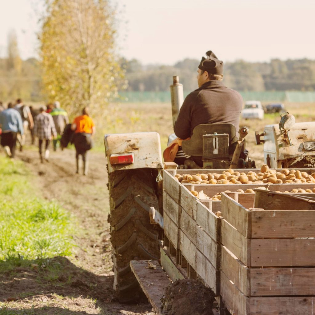 KIWI-des-producteurs-francais-Le-Kiwi-home-galerie-kiwifruit-verger@2x