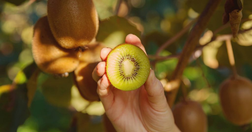 KIWI-des-producteurs-francais-Le-Kiwi-home-galerie-kiwifruit@2x