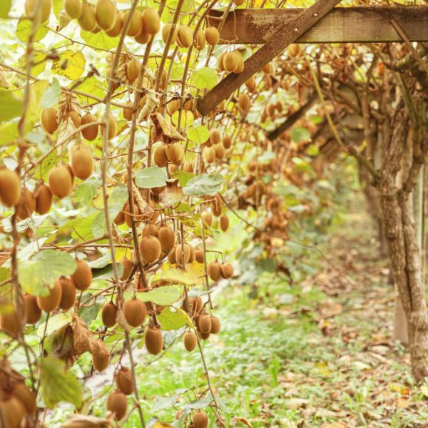 Cultiver Le Kiwi Fran ais Le Kiwi Des Producteurs Fran ais cultiver-le-kiwi-fran-ais-le-kiwi-des-producteurs-fran-ais