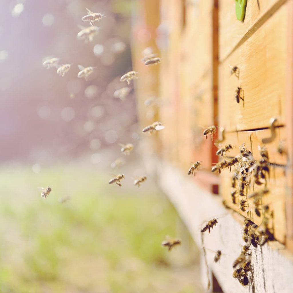 Le fruit des abeilles
