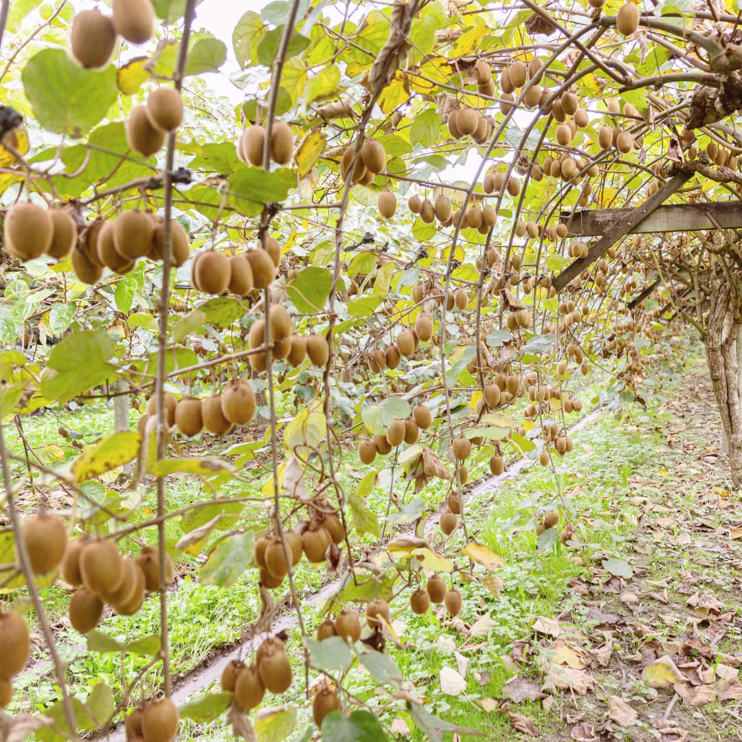 Notre expertise Le kiwi des producteurs français — free download