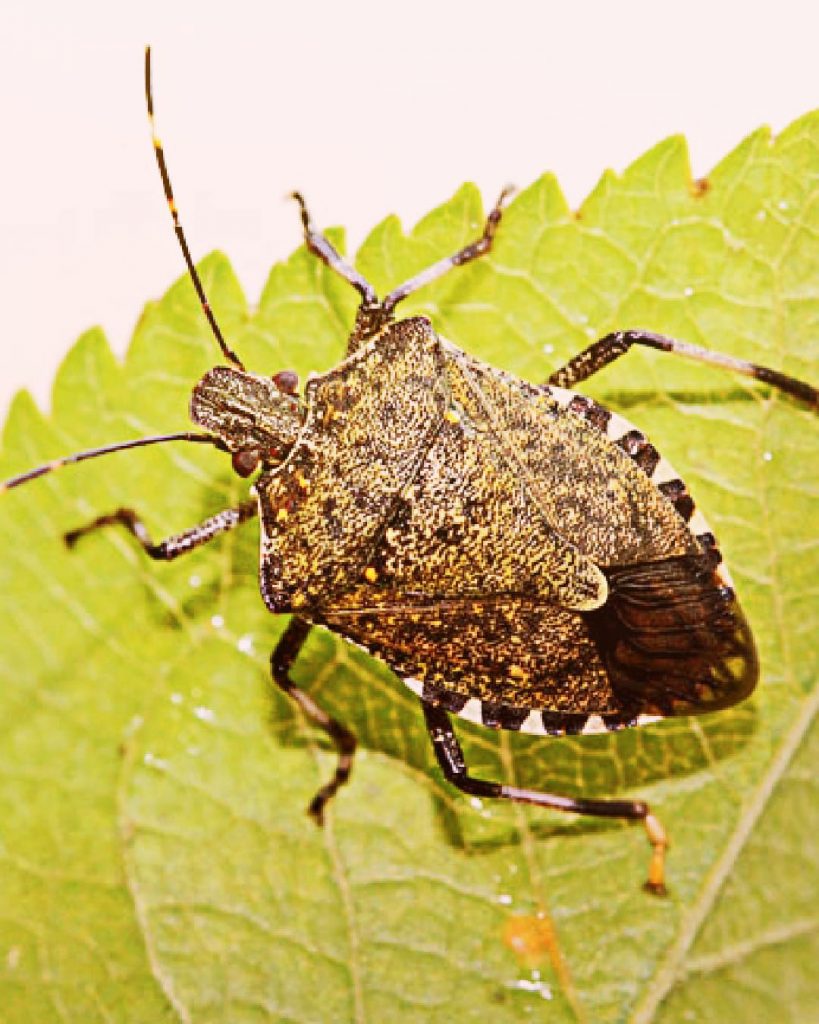 Halyomorpha halys 