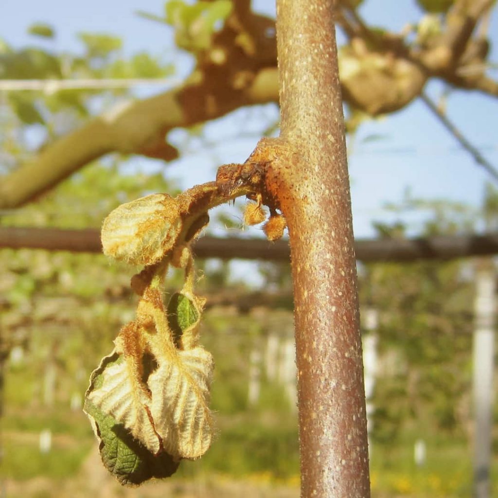 PSA, Pseudomonas syringae pv. Actinidiae 