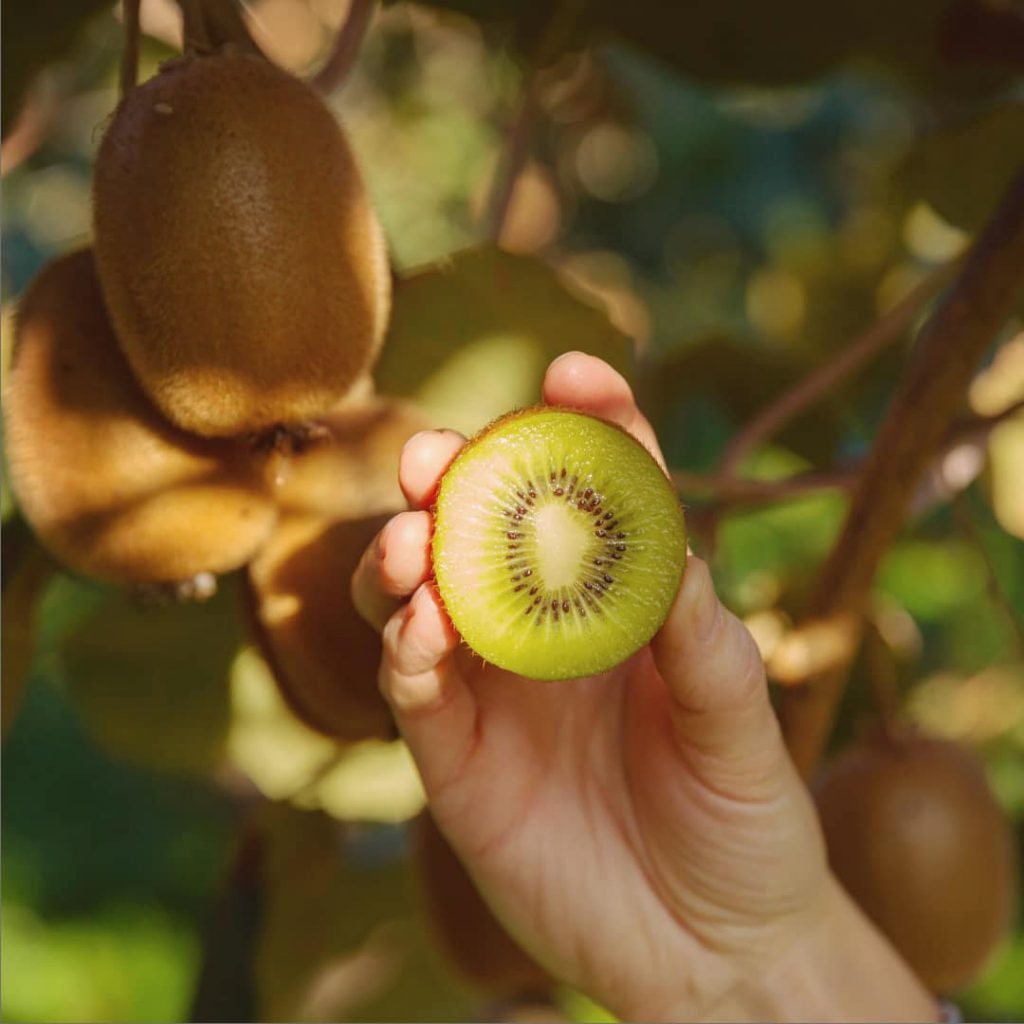 Un fruit exotique