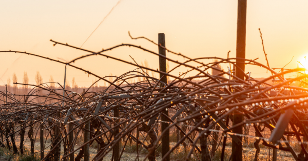 gel bourgeons actu