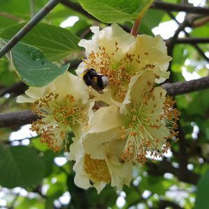 bourdon sur fleur