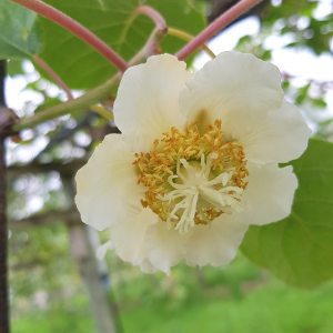 fleur femelle