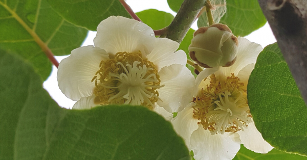 verges en fleurs et pollinisation