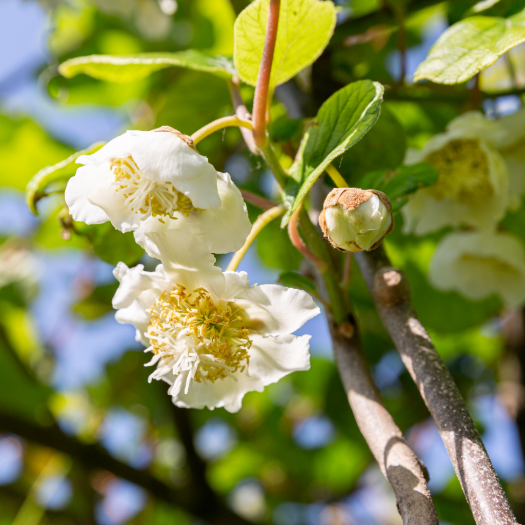 Kiwi : de la fleur au fruit