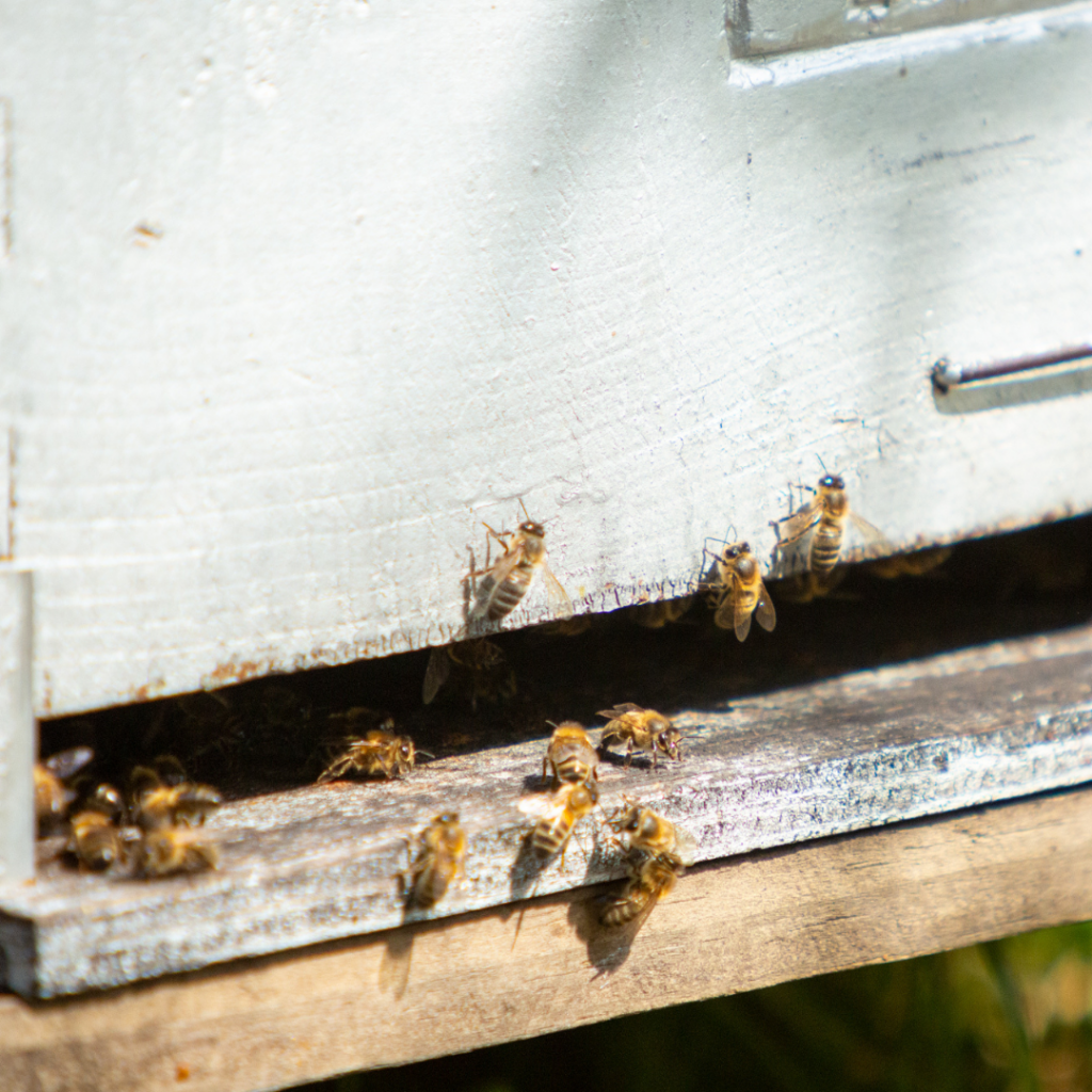 le fruit des abeilles