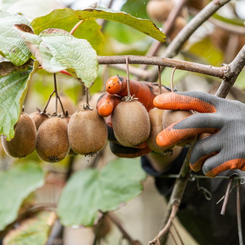 La récolte débute dans les vergers de kiwi français ! Le kiwi des — free download
