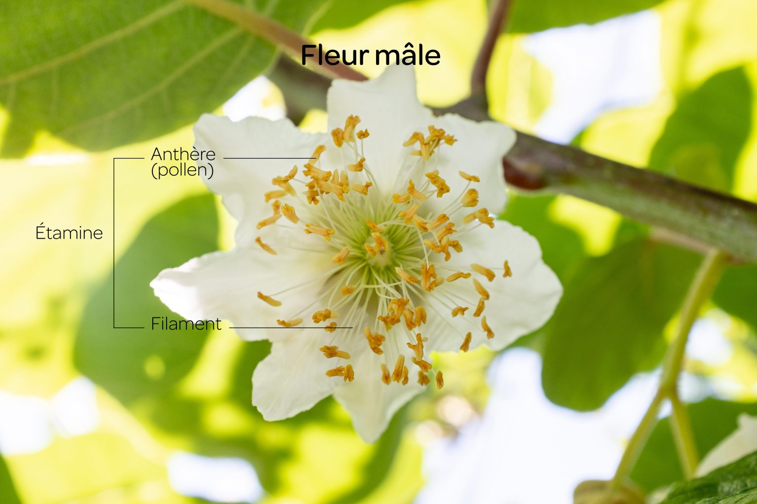 L'importance de la pollinisation dans la culture du kiwi - Le kiwi des